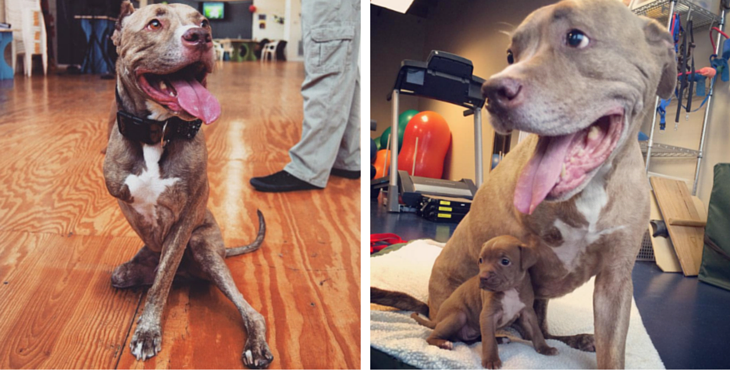 los perros-mas-famosos-de-internet-16