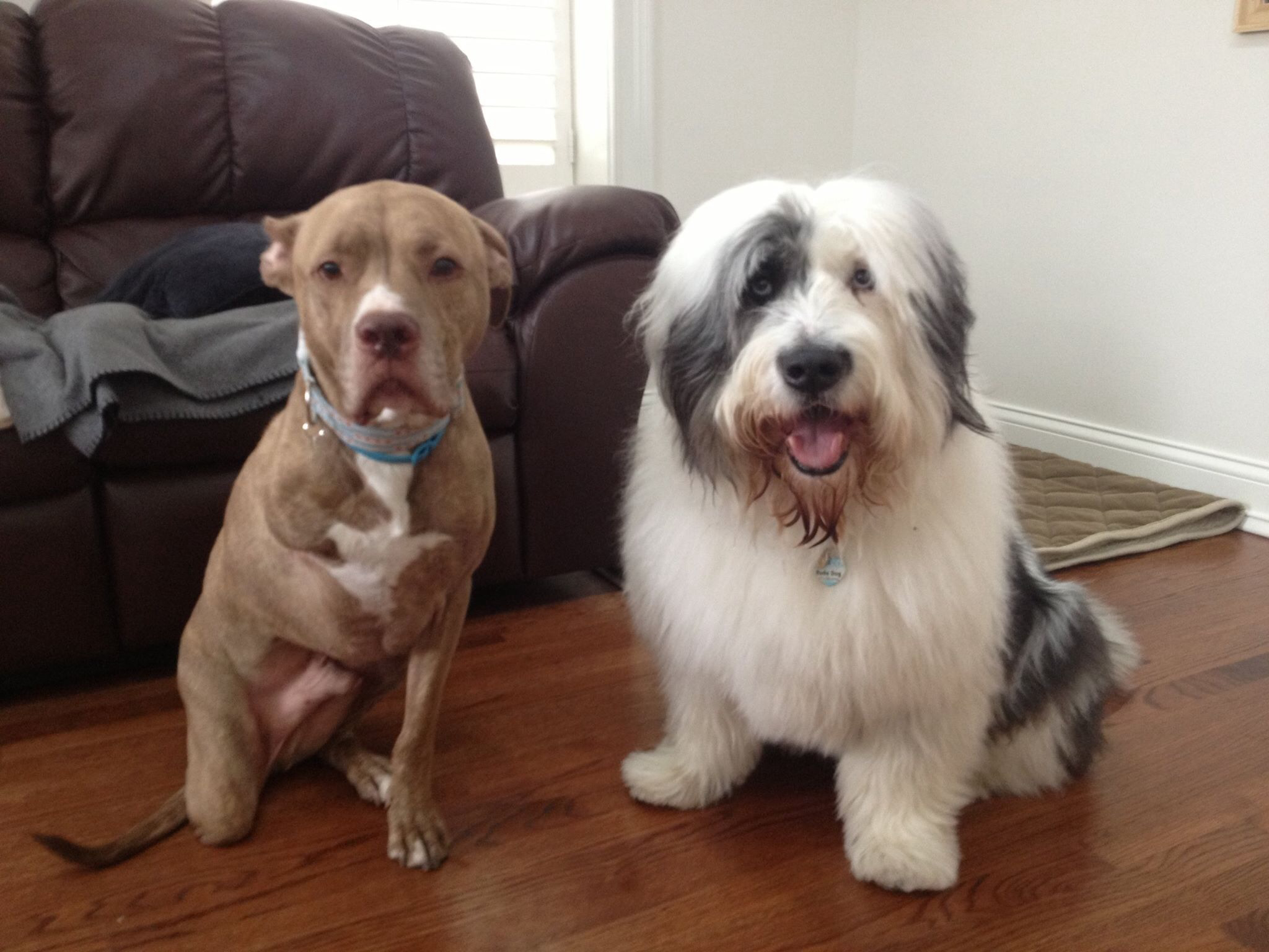 los perros-mas-famosos-de-internet-17