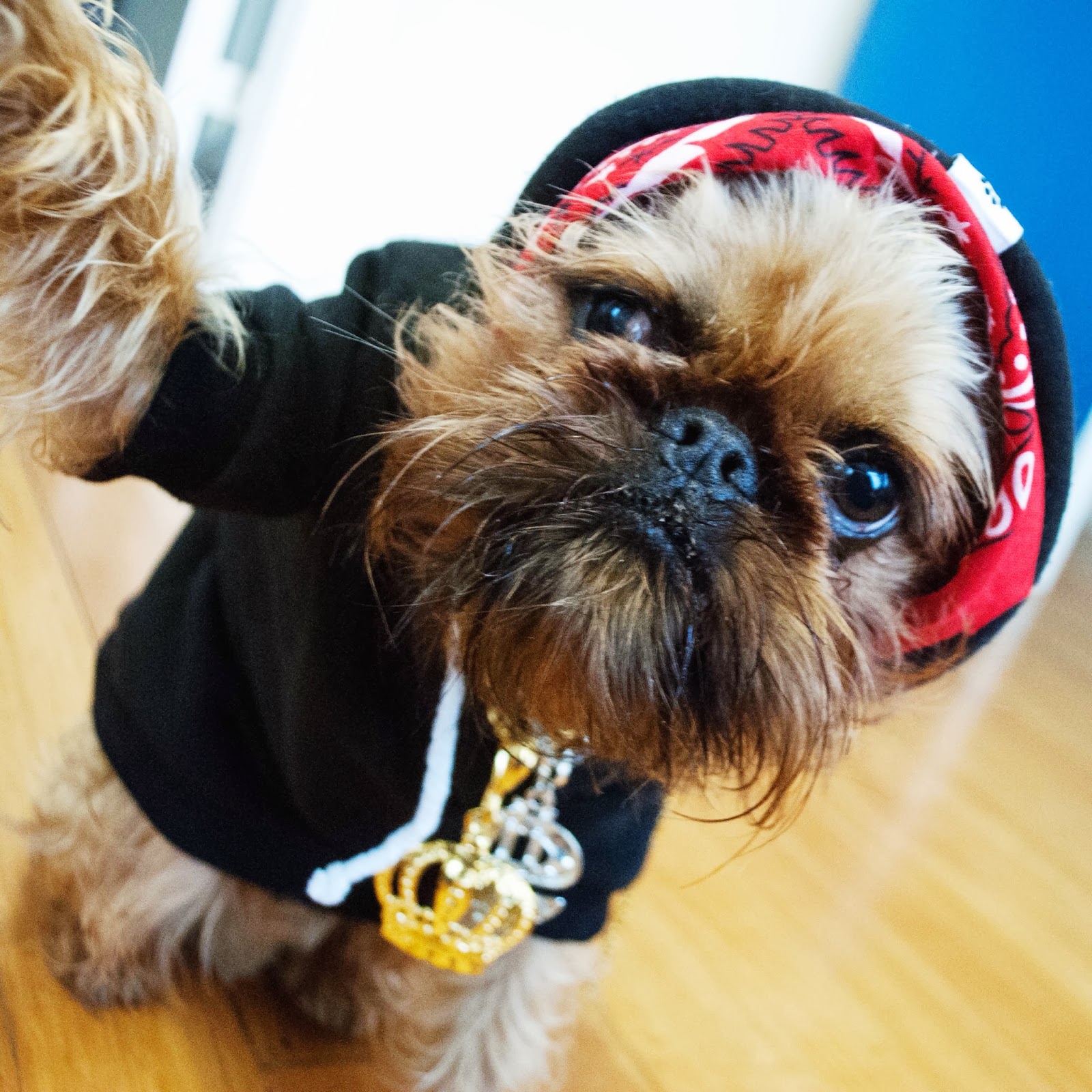 perros-mas-famosos-de-internet-19