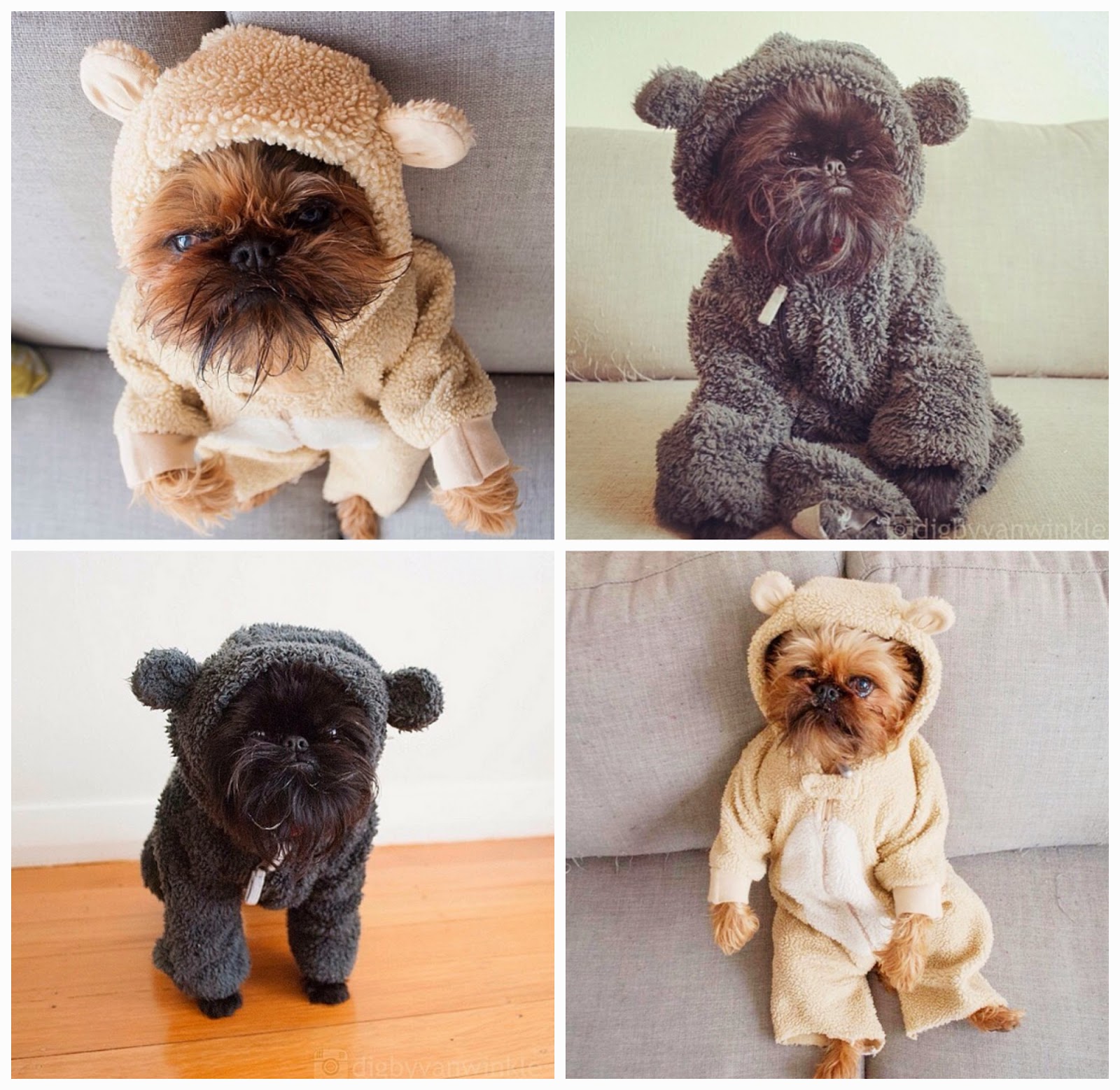 20 perros-más-famosos-de-internet