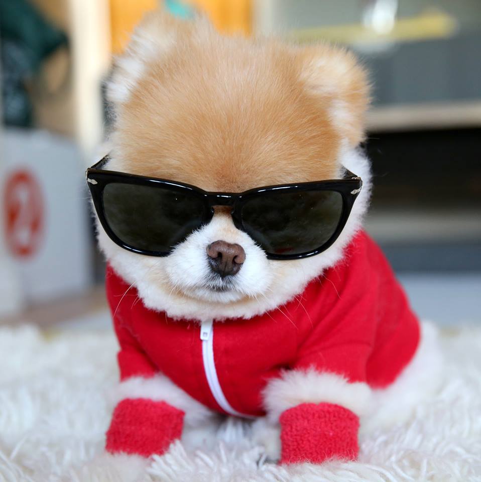 perros-mas-famosos-de-internet-22