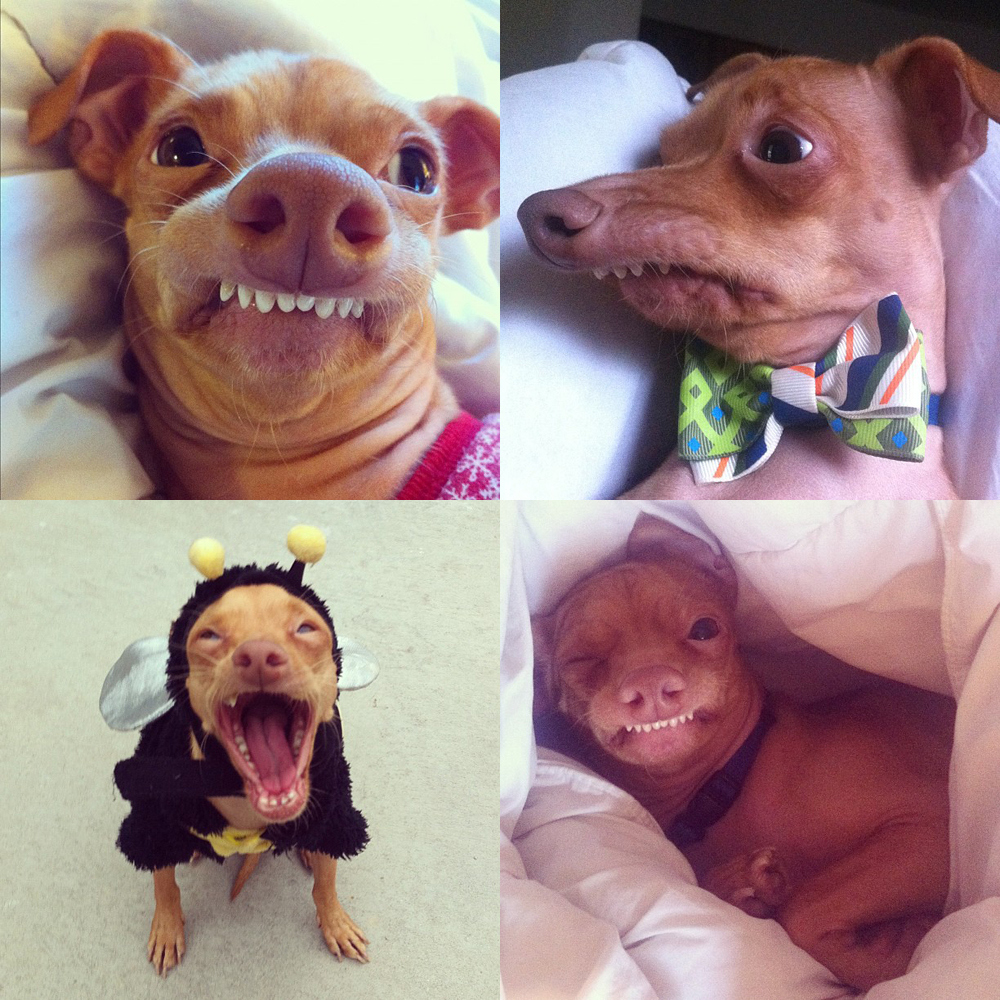 perros-mas-famosos-de-internet-26