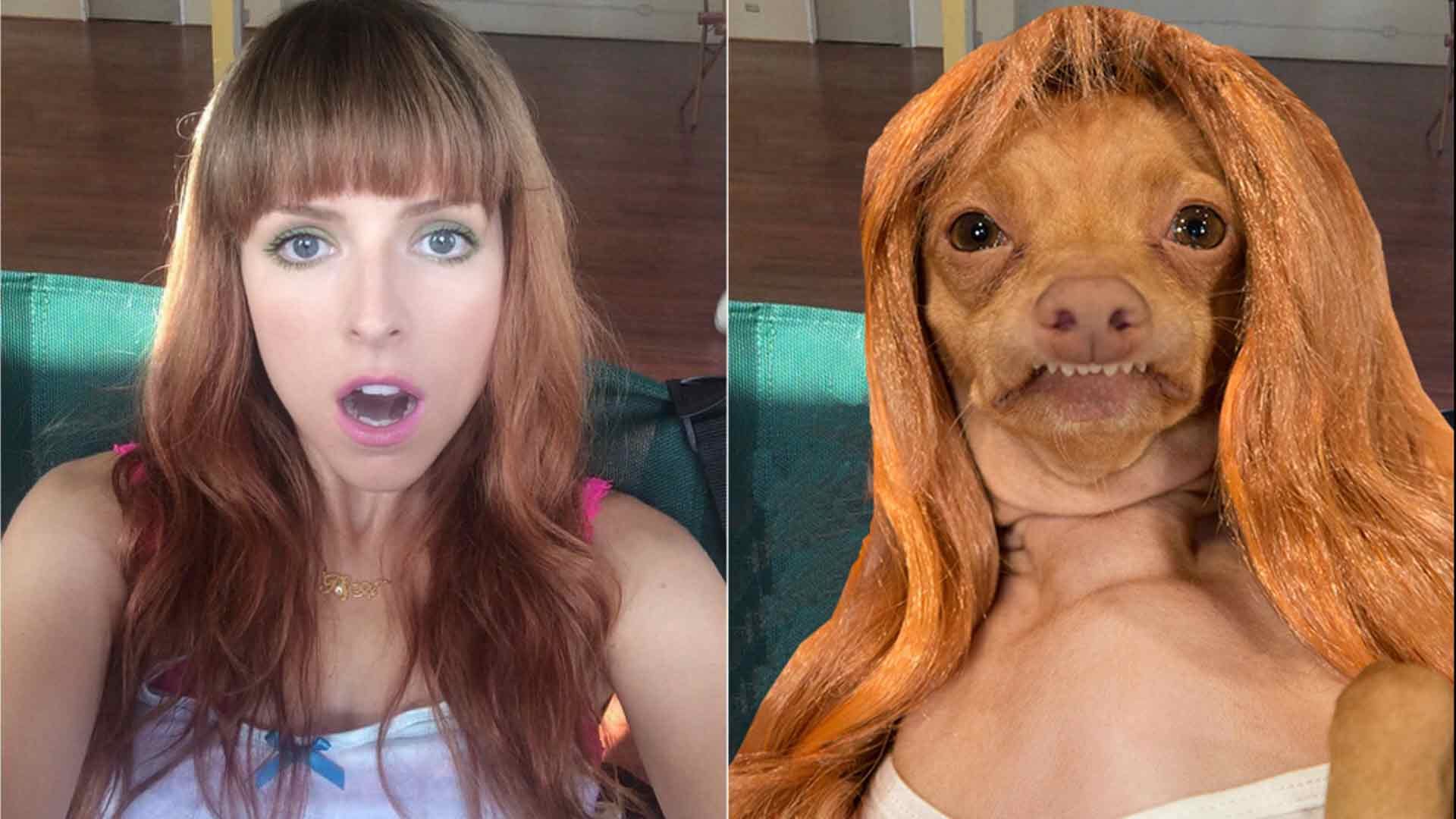 los perros-mas-famosos-de-internet-28