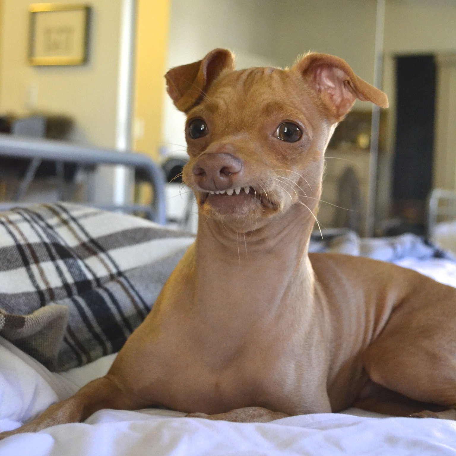 perros-mas-famosos-de-internet-29