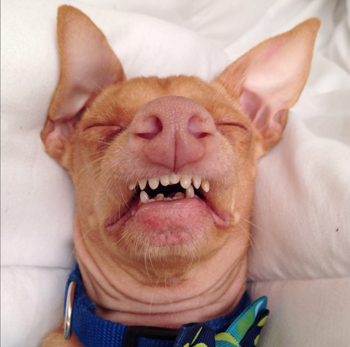 30 perros-más-famosos-de-internet