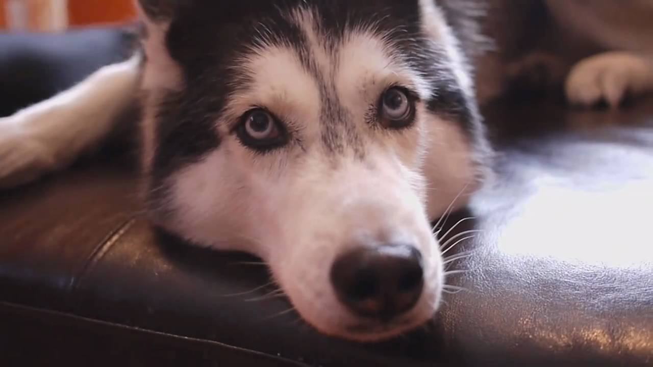 32 perros-más-famosos-de-internet