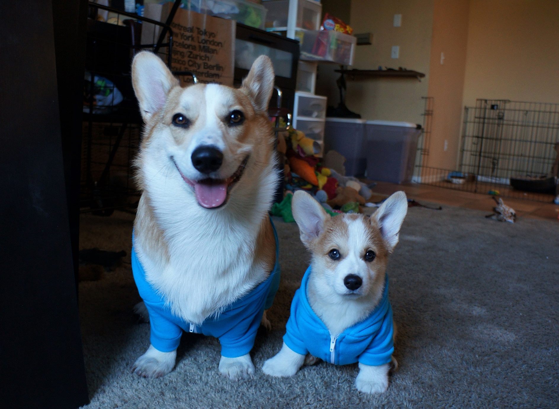 33 perros-más-famosos-de-internet