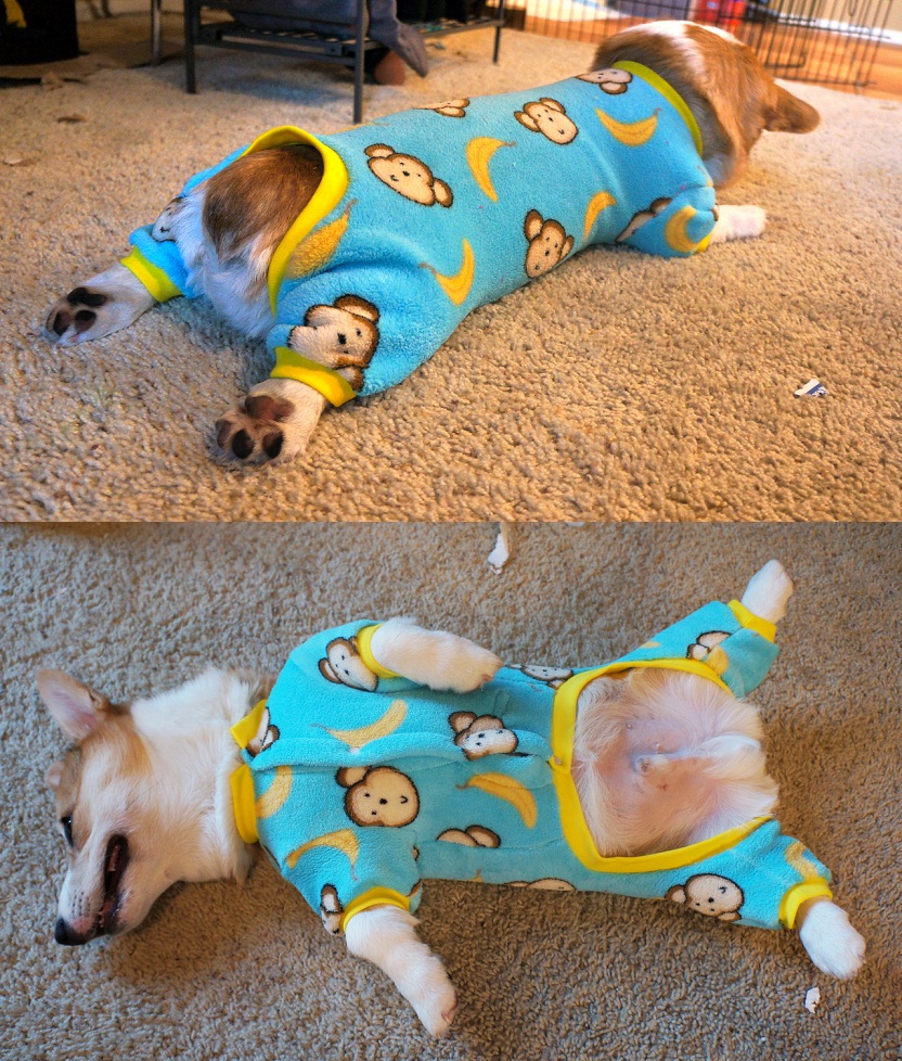 los perros-mas-famosos-de-internet-34