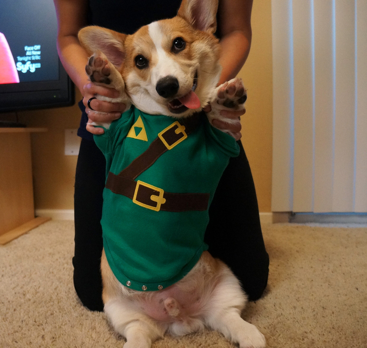 35 perros-más-famosos-de-internet