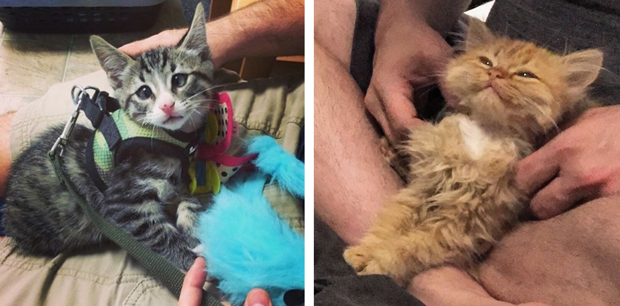 estos_dos_gatitos_son_polares_opuestos_pero_ellos_la_meta_tu_corazon_02