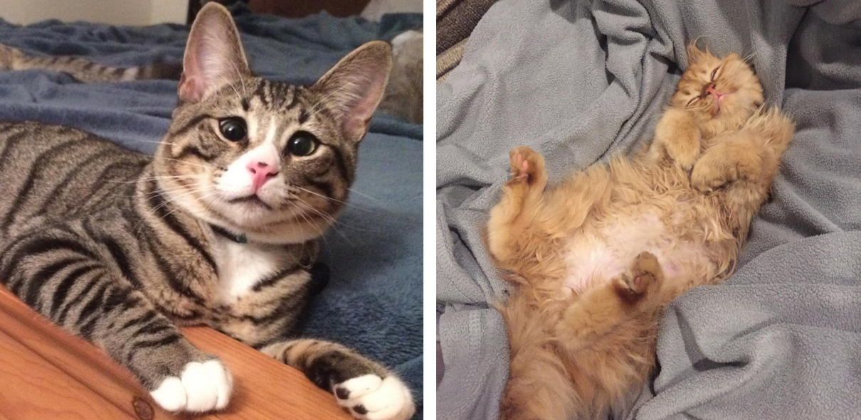 estos_dos_gatitos_son_polares_opuestos_pero_ellos_la_meta_tu_corazón_03