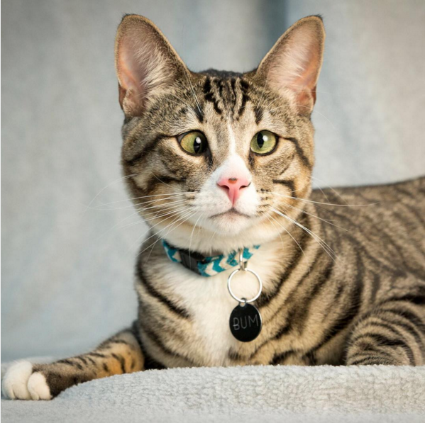 estos_dos_gatitos_son_polares_opuestos_pero_ellos_la_meta_tu_corazon_04