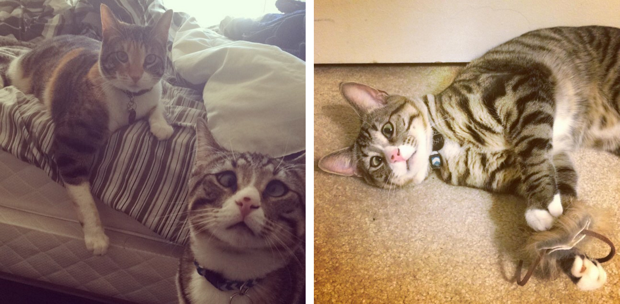 estos_dos_gatitos_son_polares_opuestos_pero_ellos_el_objetivo_tu_corazón_05