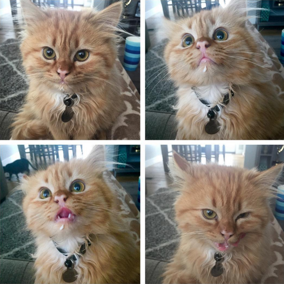 estos_dos_gatitos_son_polares_opuestos_pero_ellos_el_objetivo_tu_corazón_06