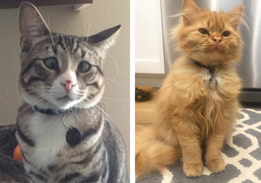 estos_dos_gatitos_son_polares_opuestos_pero_ellos_el_objetivo_tu_corazon_07