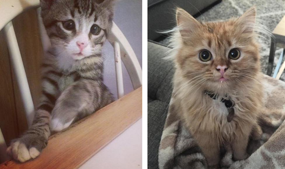 estos_dos_gatos_son_polares_opuestos_pero_robarán_tu_corazón_08