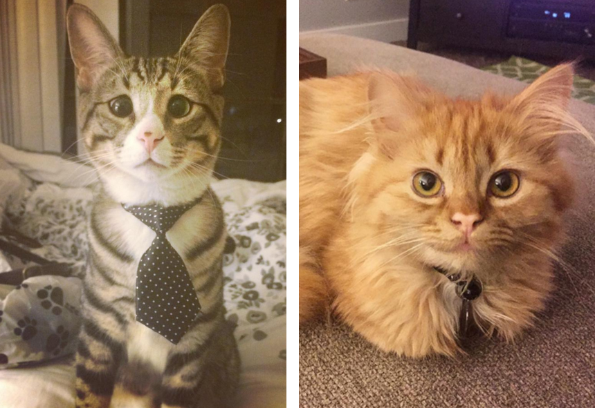 estos_dos_gatos_son_polares_opuestos_pero_robarán_tu_corazón_09