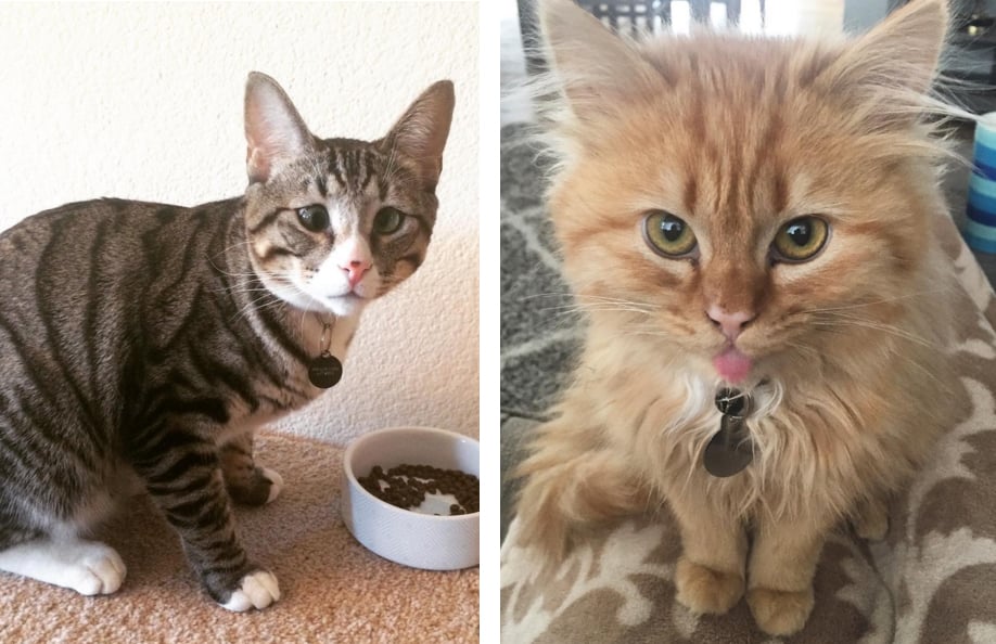 estos_dos_gatitos_son_polares_opuestos_pero_ellos_el_objetivo_tu_corazon_10