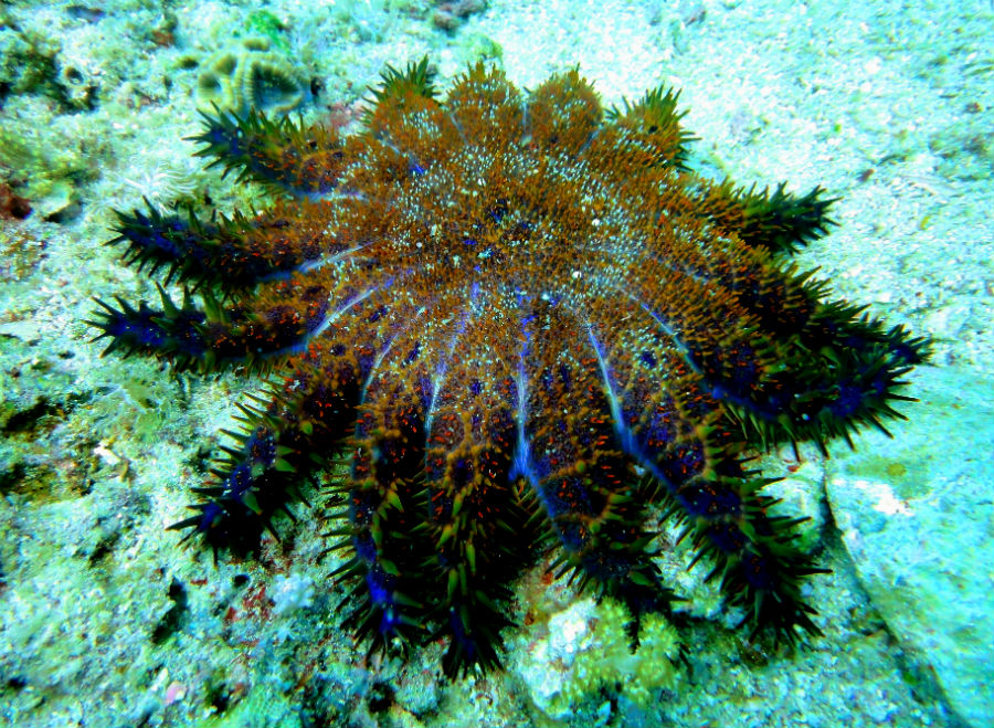 top-10-mordeduras-de-animales-australianos-mas-doloras-02