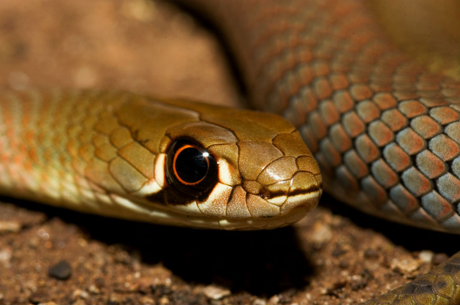 top-10-mordeduras-de-animales-australianos-mas-doloras-03