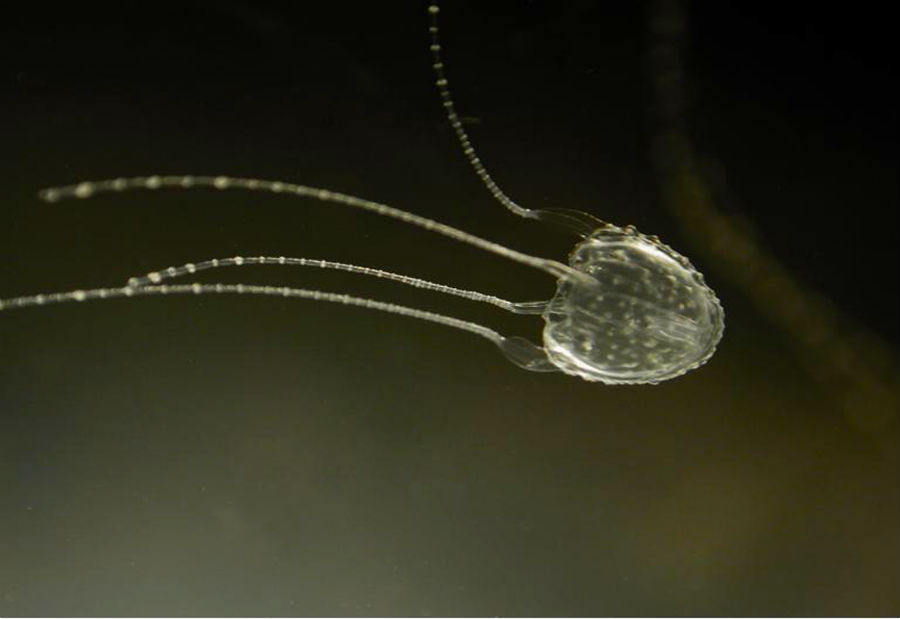 top-10-mordeduras-de-animales-australianos-mas-doloras-05