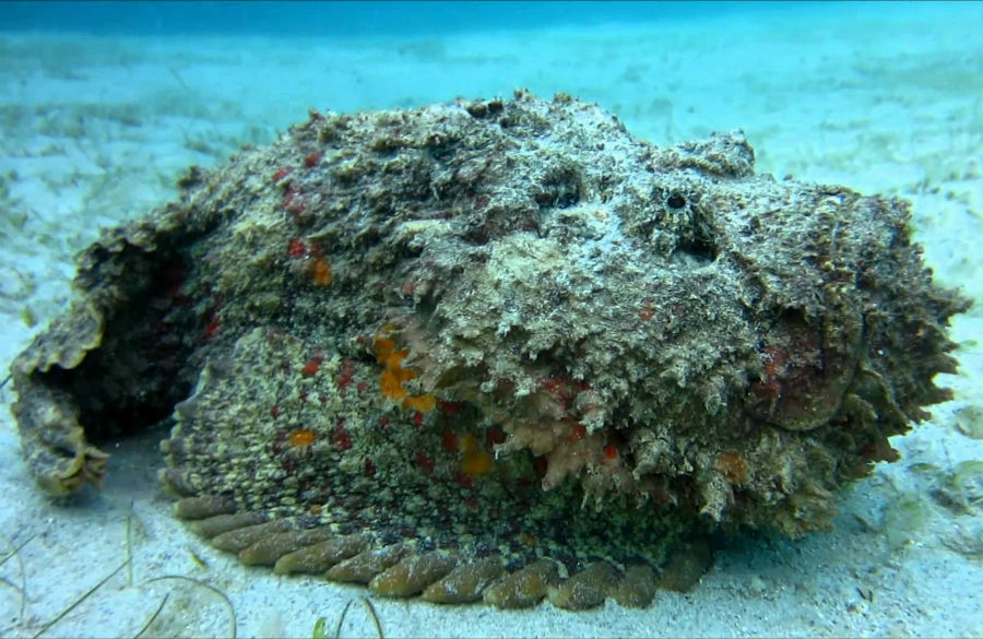 top-10-mordeduras-de-animales-australianos-mas-doloras-09