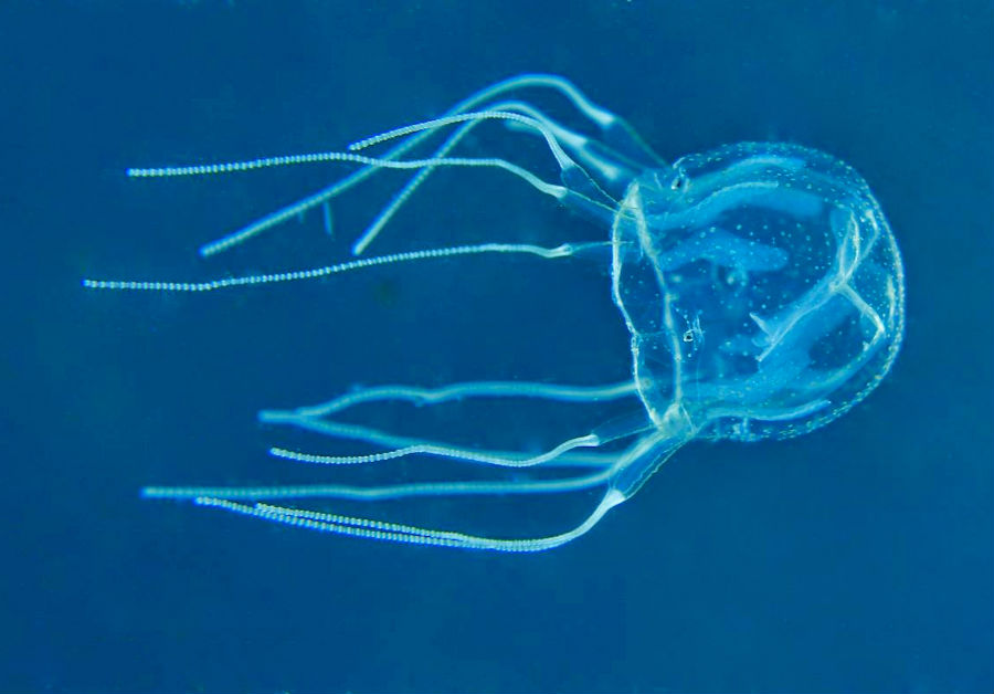 top-10-mordeduras-de-animales-australianos-más-doloras-10