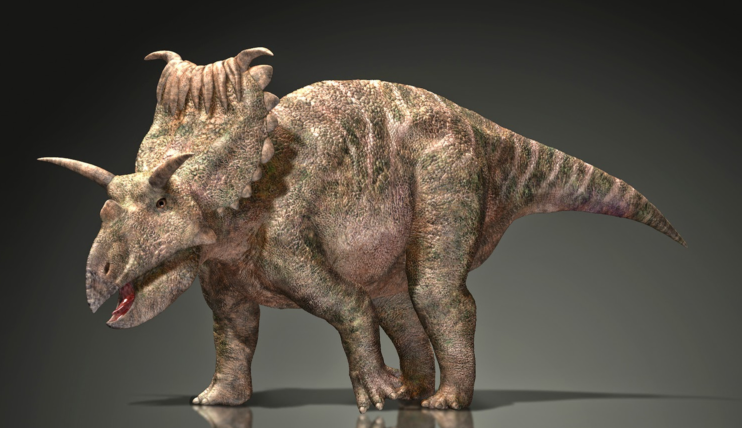 12) Kosmoceratops