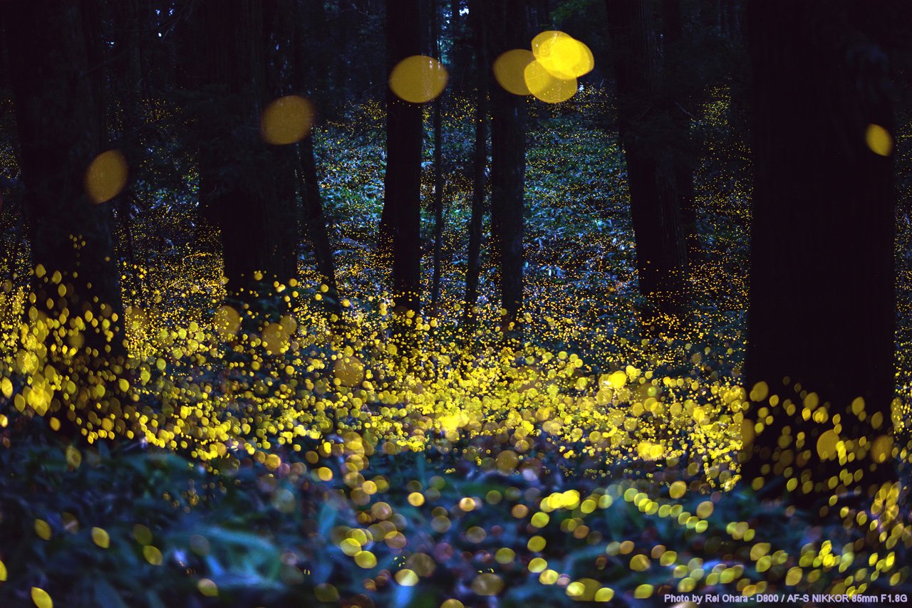7 Fire Flies in the Woods, Japón