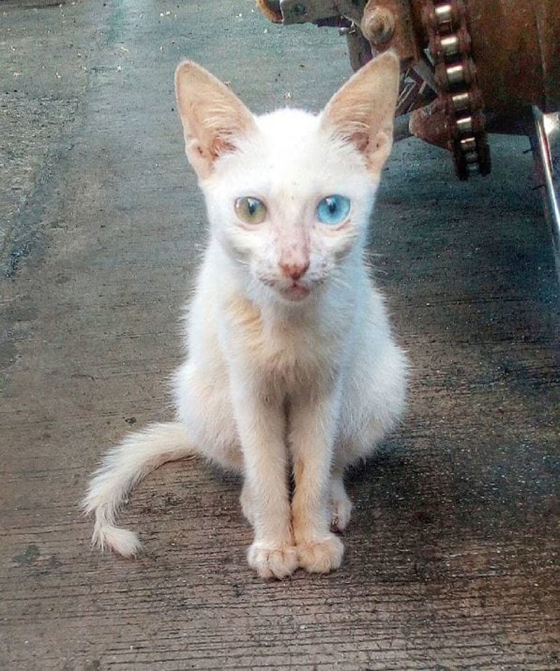 Hermosas mutaciones 15 heterocromia6 fotos impresionantes