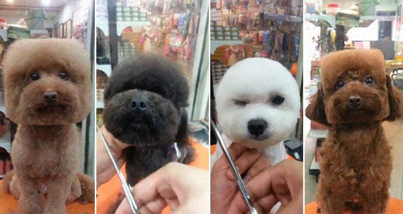 Peinados de perro redondo y cuadrado 3: