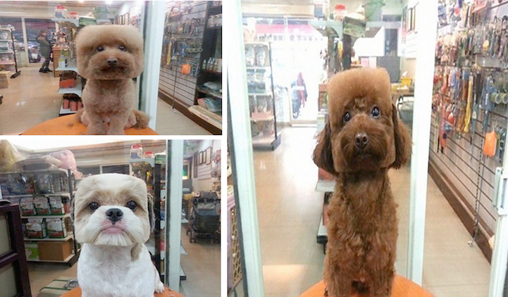 Peinados de perro redondo y cuadrado 4: