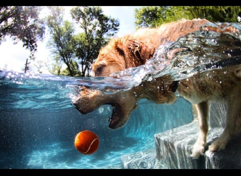 Perros submarinos, Seth Casteel 11