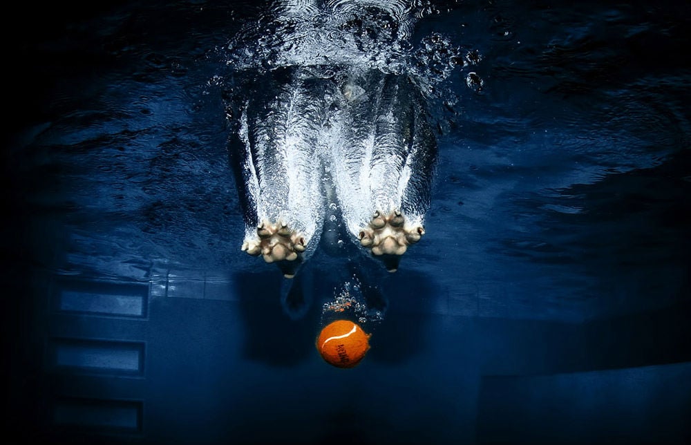 Perros submarinos, Seth Casteel 12