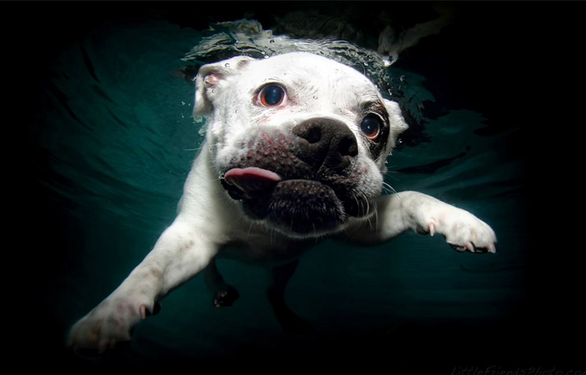 Perros submarinos, Seth Casteel 14