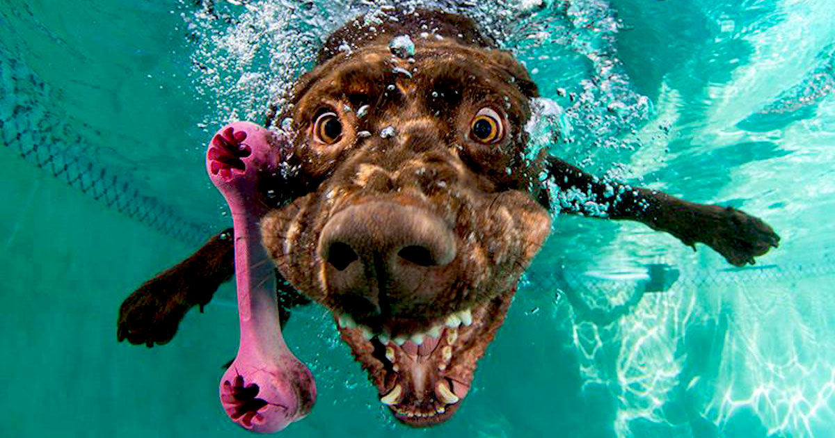 Perros submarinos, Seth Casteel 4: