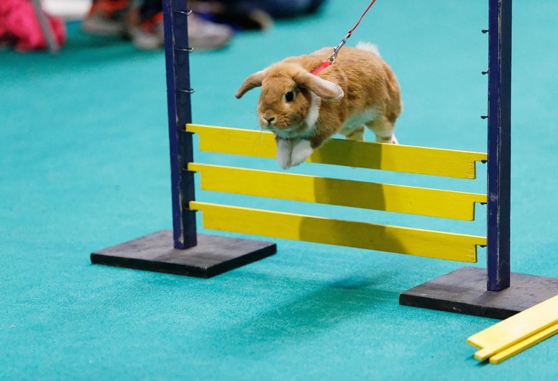 Salto de Rabbit Show
