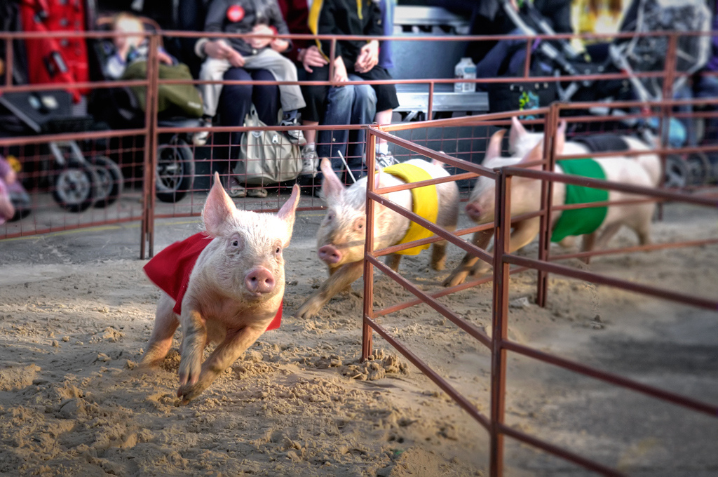 Olímpicos de cerdo