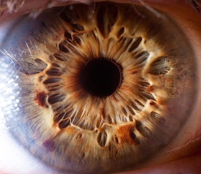 Macro_photos_that_take_you_to_another_world_01