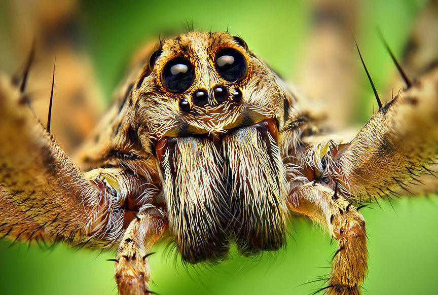 Macro_photos_that_take_you_to_another_world_02