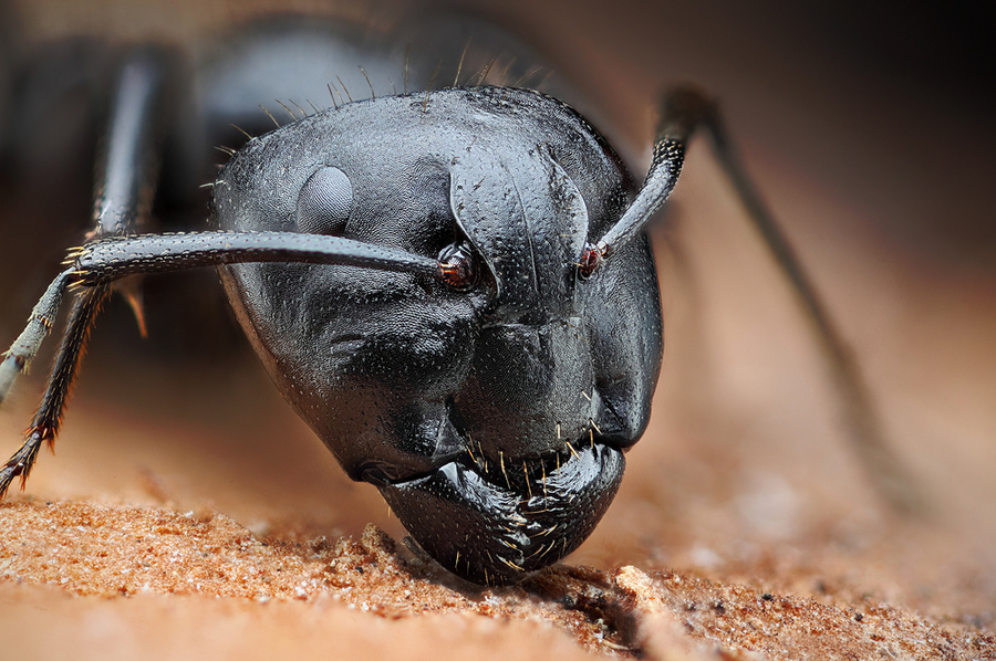 Macro_photos_that_take_you_to_another_world_04