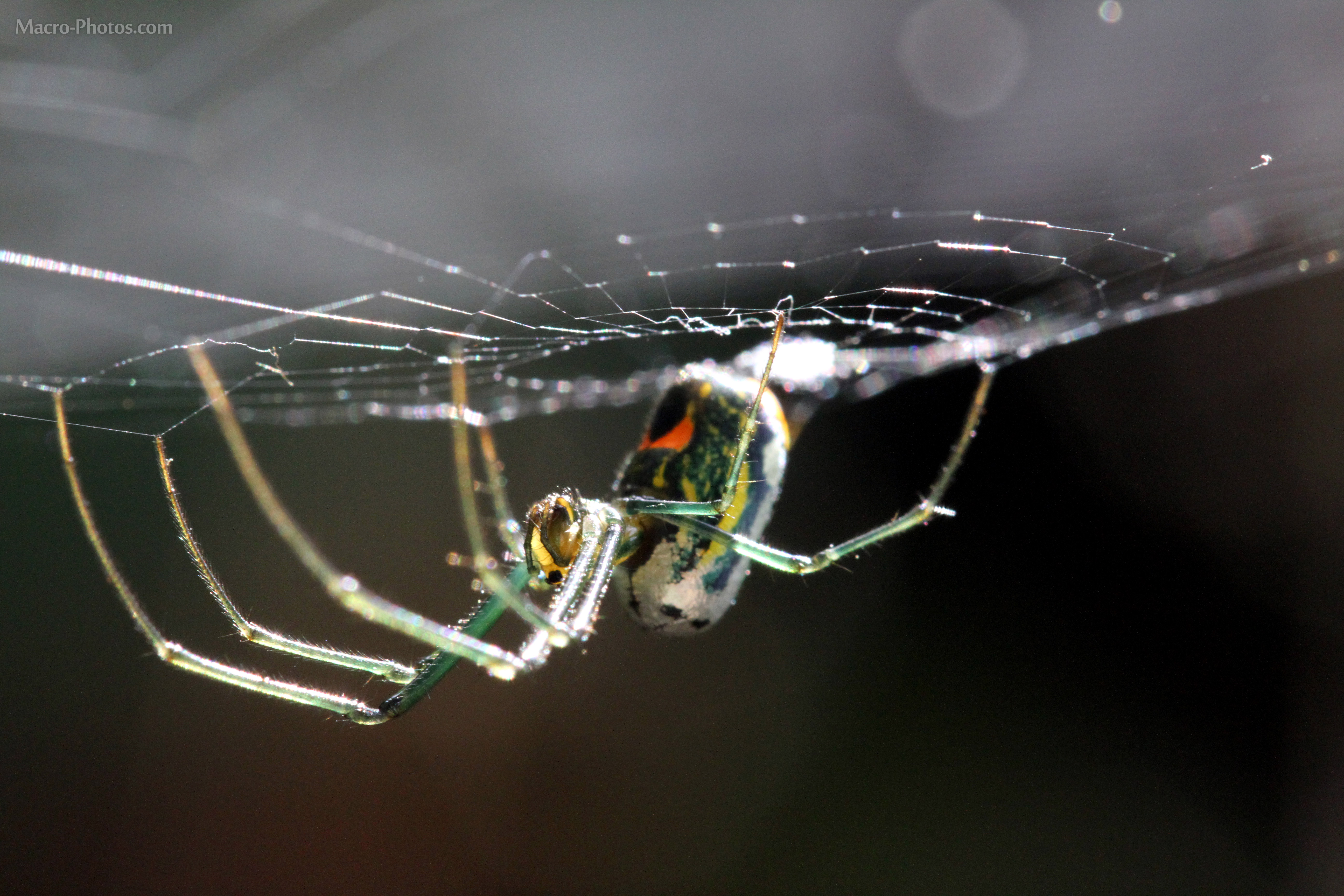 Macro_photos_that_take_you_to_another_world_08