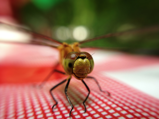 macro_photos_that_take_you_to_another_world_16