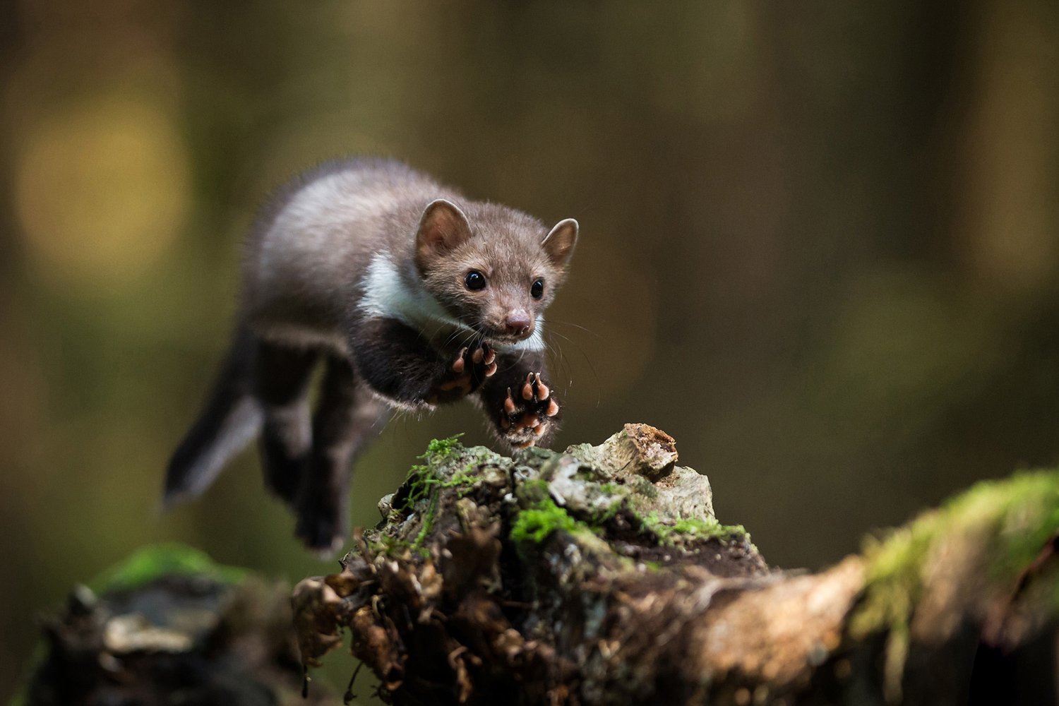 Sony-World-Fotography-08- White-Breast-Marten