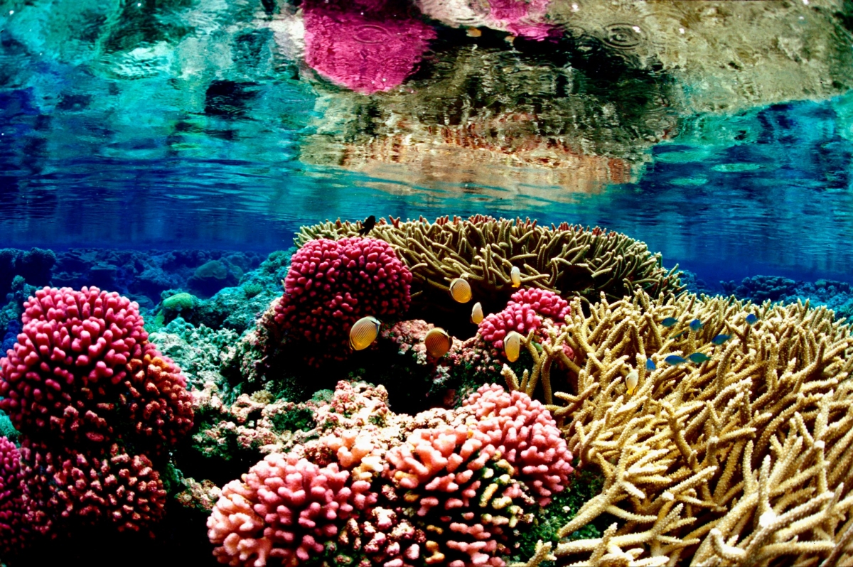 10. Coral Reef, Islas Caimán