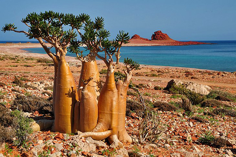 14 Ejemplos de mente de naturaleza extranjera y hermosa 21