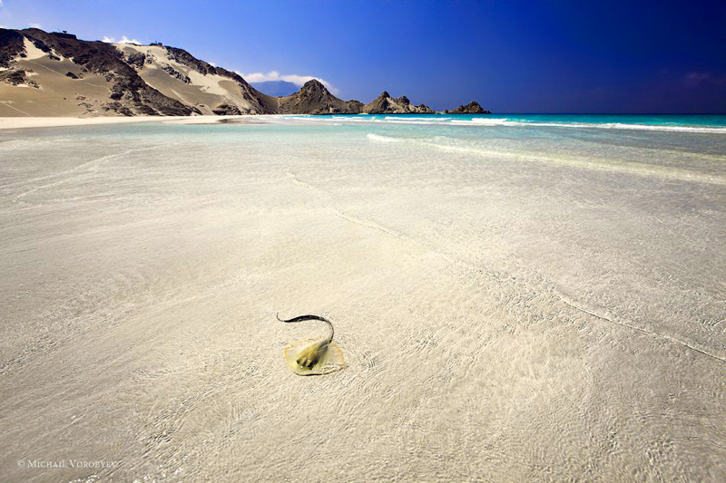 14 Ejemplos de mente de naturaleza profunda y hermosa 22