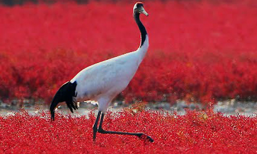 14 Naturaleza extranjera y hermosa 26 Patting Ejemplos 26