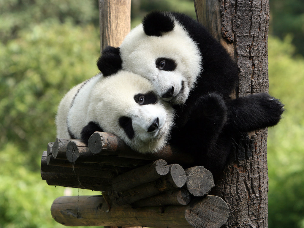 9. Son pandas.