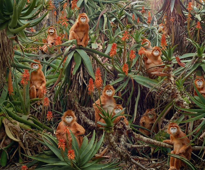 Reino de animales apocalípticos Simen Johan: